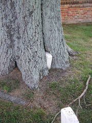 Cold Harbor Civil War Battlefield.jpg
