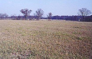 Cemetery Ridge at Gettysburg.jpg