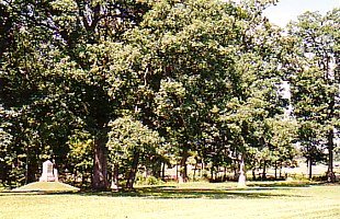 Herbst Woods.jpg